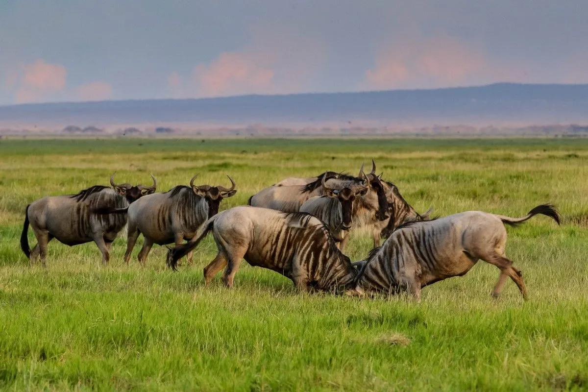 7 Days Masai Mara Nakuru Naivasha Amboseli safari